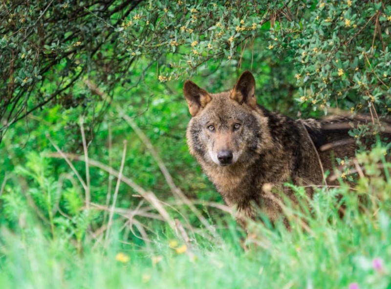<span style='color:#780948'>ARCHIVED</span> - Cantabria government authorizes wolf cull