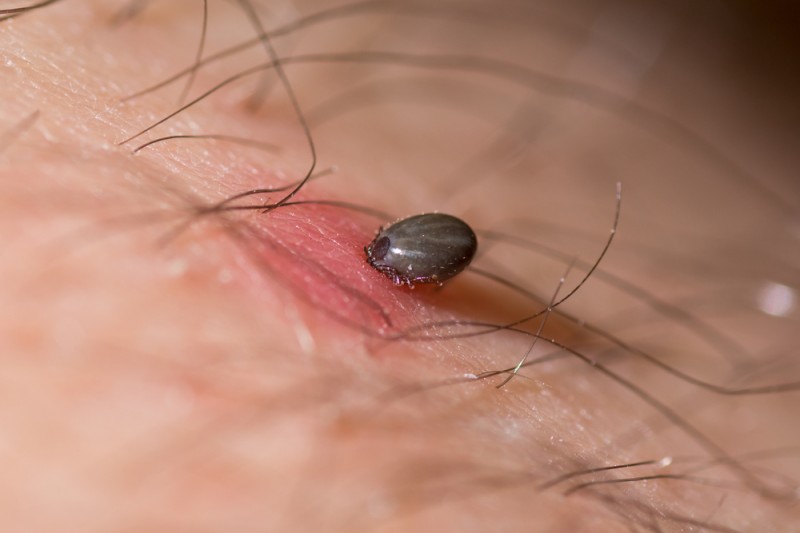 <span style='color:#780948'>ARCHIVED</span> - Hunters say extending the rabbit hunting season will help reduce number of ticks 