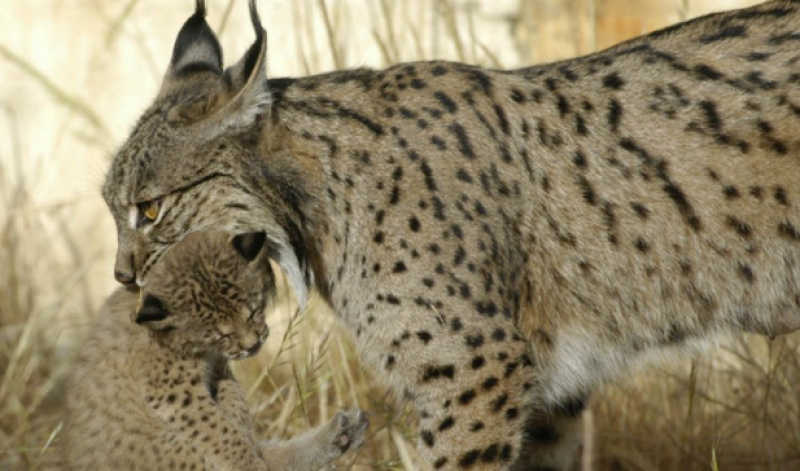 <span style='color:#780948'>ARCHIVED</span> - Iberian lynx and her two kittens killed on Andalucia road