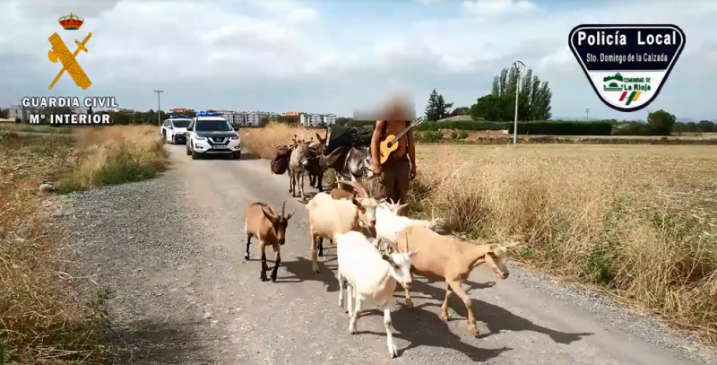 <span style='color:#780948'>ARCHIVED</span> - French man walks the Camino de Santiago with 11 animals in tow