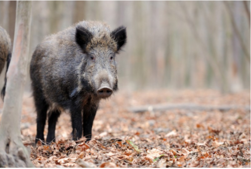 <span style='color:#780948'>ARCHIVED</span> - Barcelona activists want wild boars to be put on contraceptive pill