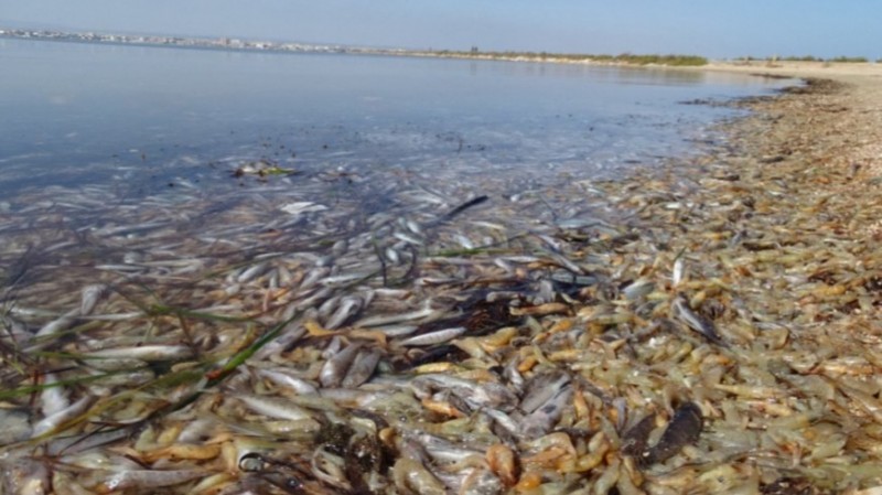 Activists mark 2-year anniversary of first load of dead fish in Mar Menor