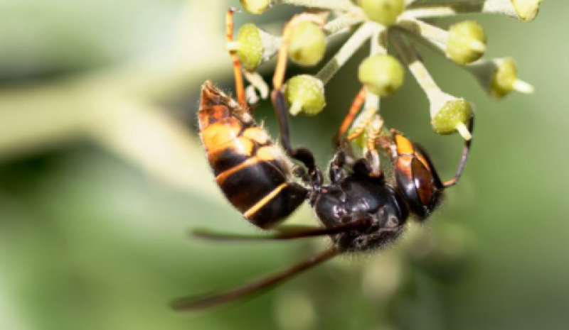 ! Spanish News Today - archived - The Rise Of The Killer Wasp In Spain