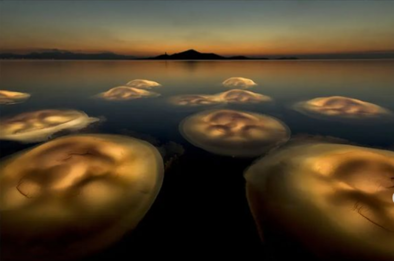 <span style='color:#780948'>ARCHIVED</span> -  Mar Menor jellyfish photo wins European Wildlife Photographer of the Year awards