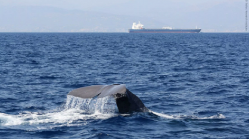 <span style='color:#780948'>ARCHIVED</span> - Maritime speed limits proposed to protect whales and dolphins in Spain