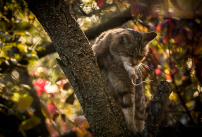<span style='color:#780948'>ARCHIVED</span> - Wildcat population in Spain suffering a silent extinction
