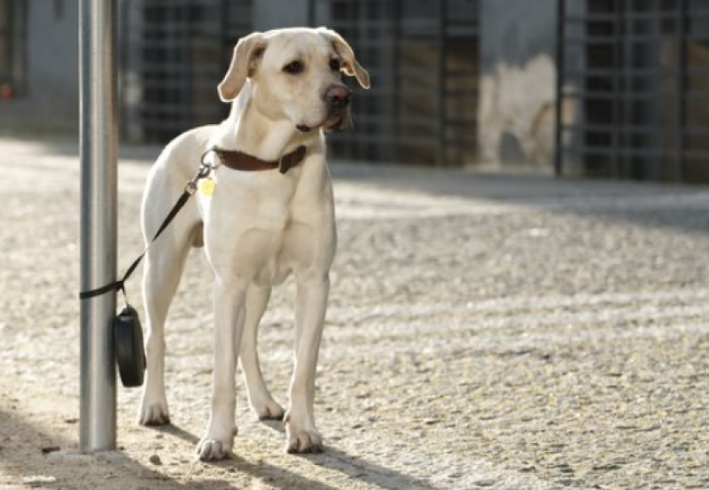 <span style='color:#780948'>ARCHIVED</span> - Campaign launched in Spain against leaving dogs in the street
