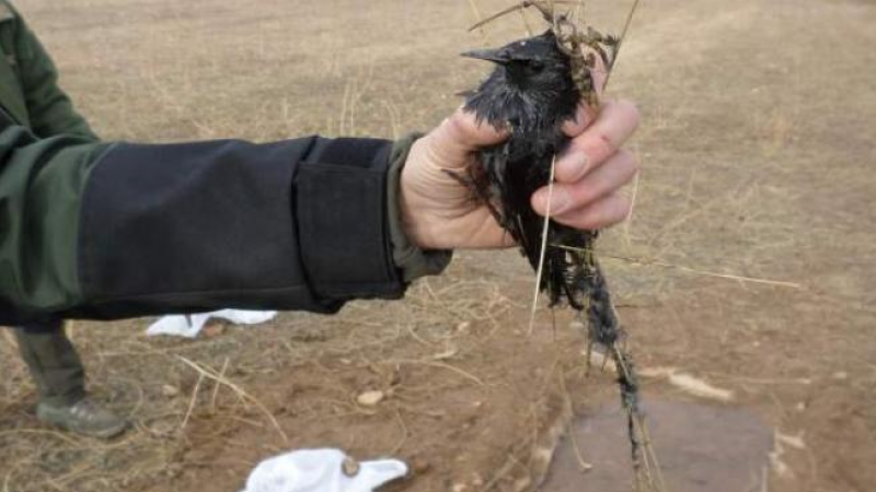 <span style='color:#780948'>ARCHIVED</span> - Hundreds of dead starlings fall from the sky in Galicia